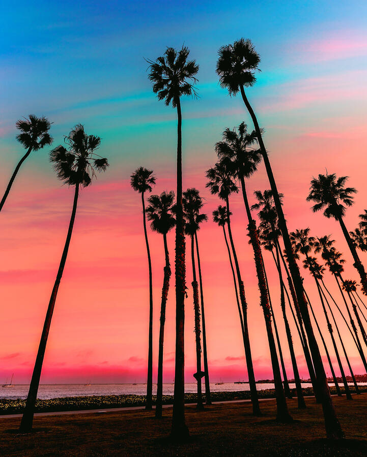 CALIFORNIA Palm trees