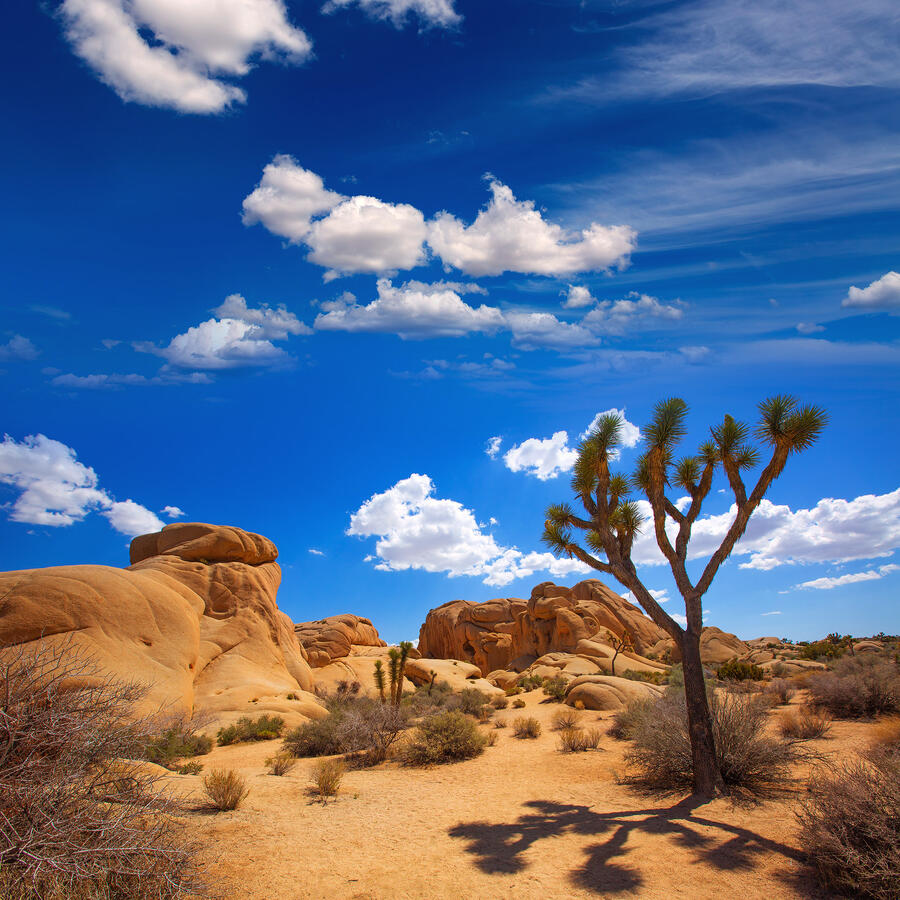 JOSHUA TREE California Mojave