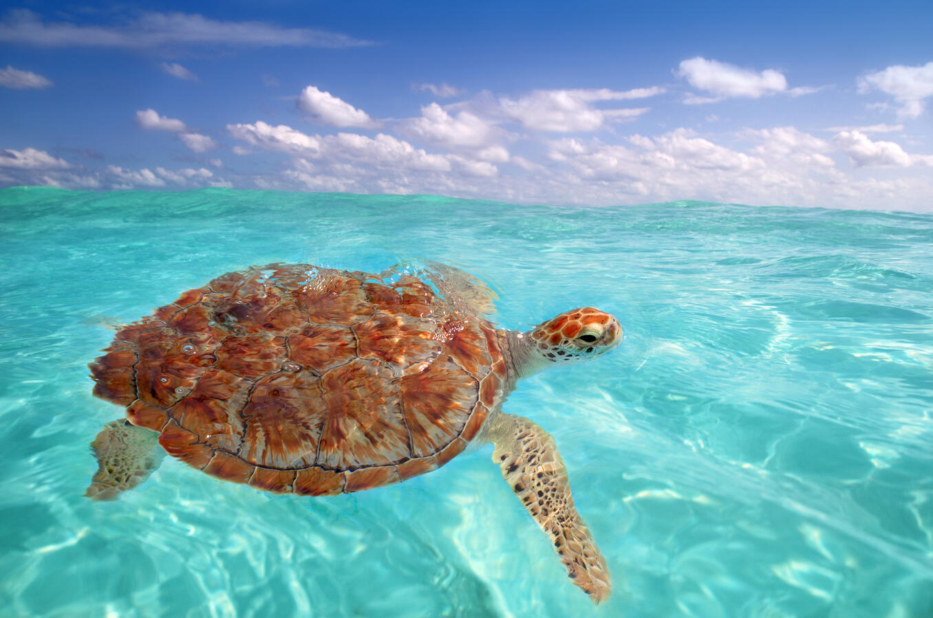 CARIBBEAN SEA Turtle