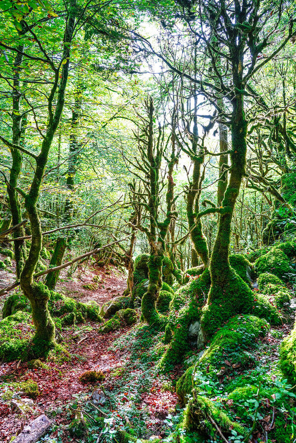 SELVA DE IRATI Pamplona